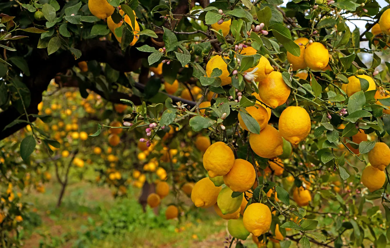 Фото обои дерево, фрукты, лимоны