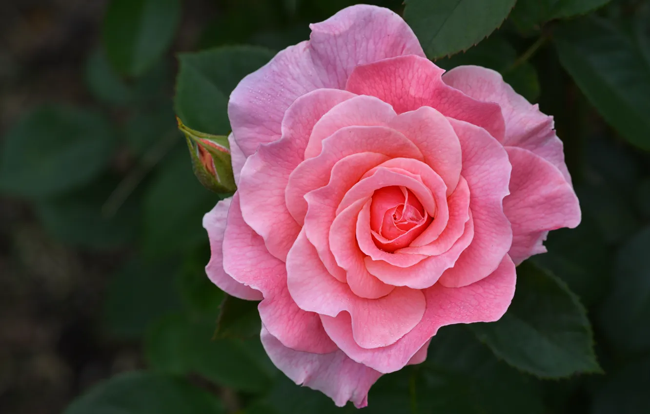 Фото обои цветок, листья, природа, розовая, роза, бутон
