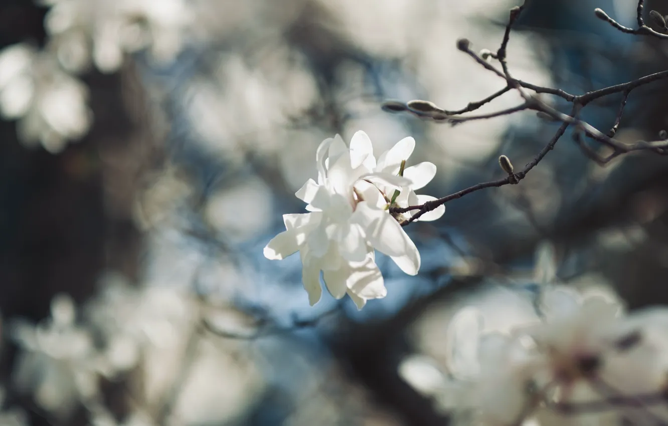 Фото обои цветы, ветки, весна, белые, цветение, магнолия