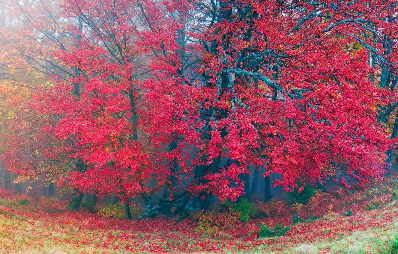 Фото обои осень, лес, трава, листья, деревья, туман, Украина, Закарпатье