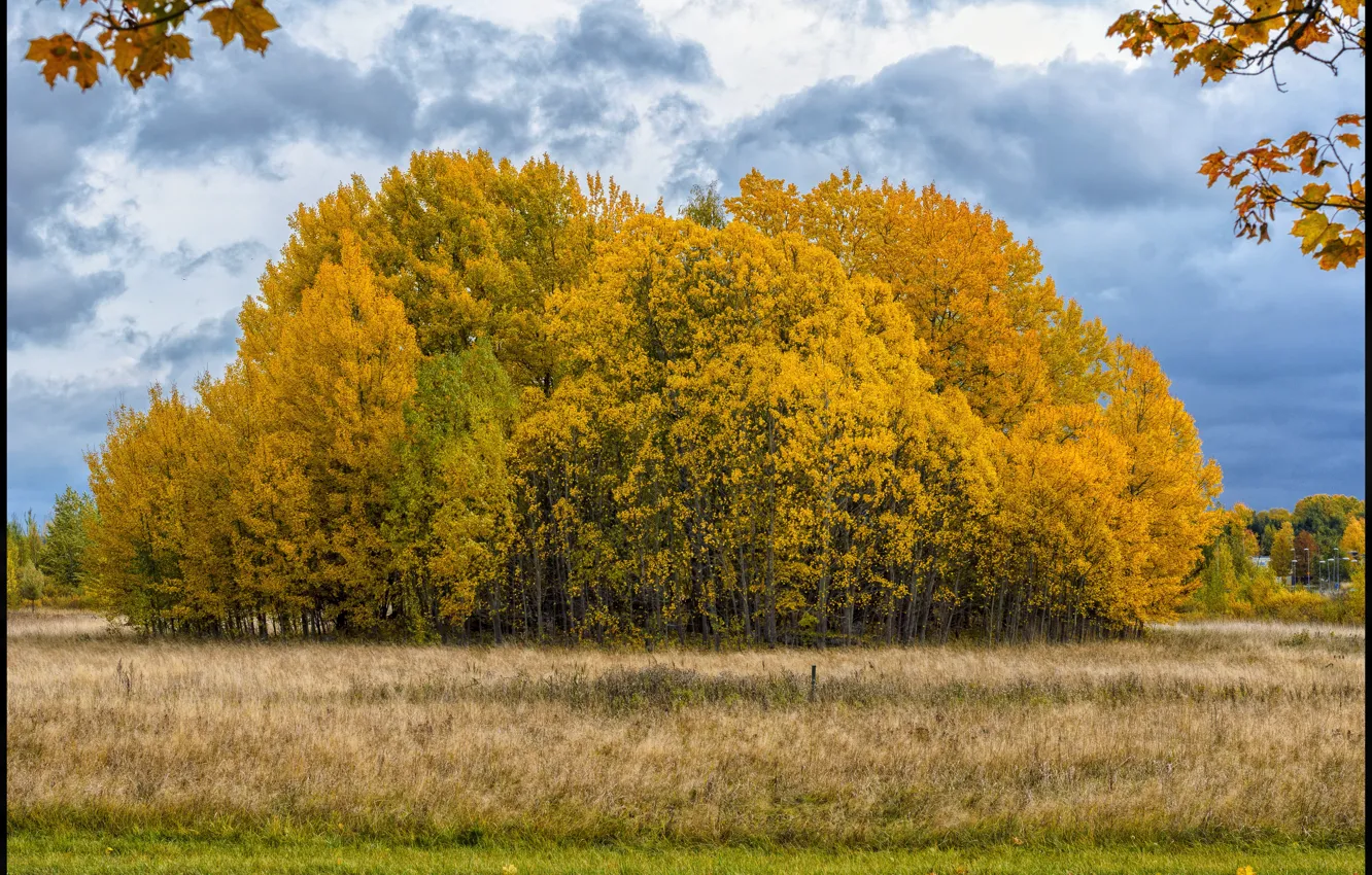 Фото обои осень, деревья, colors, trees, Autumn, fall