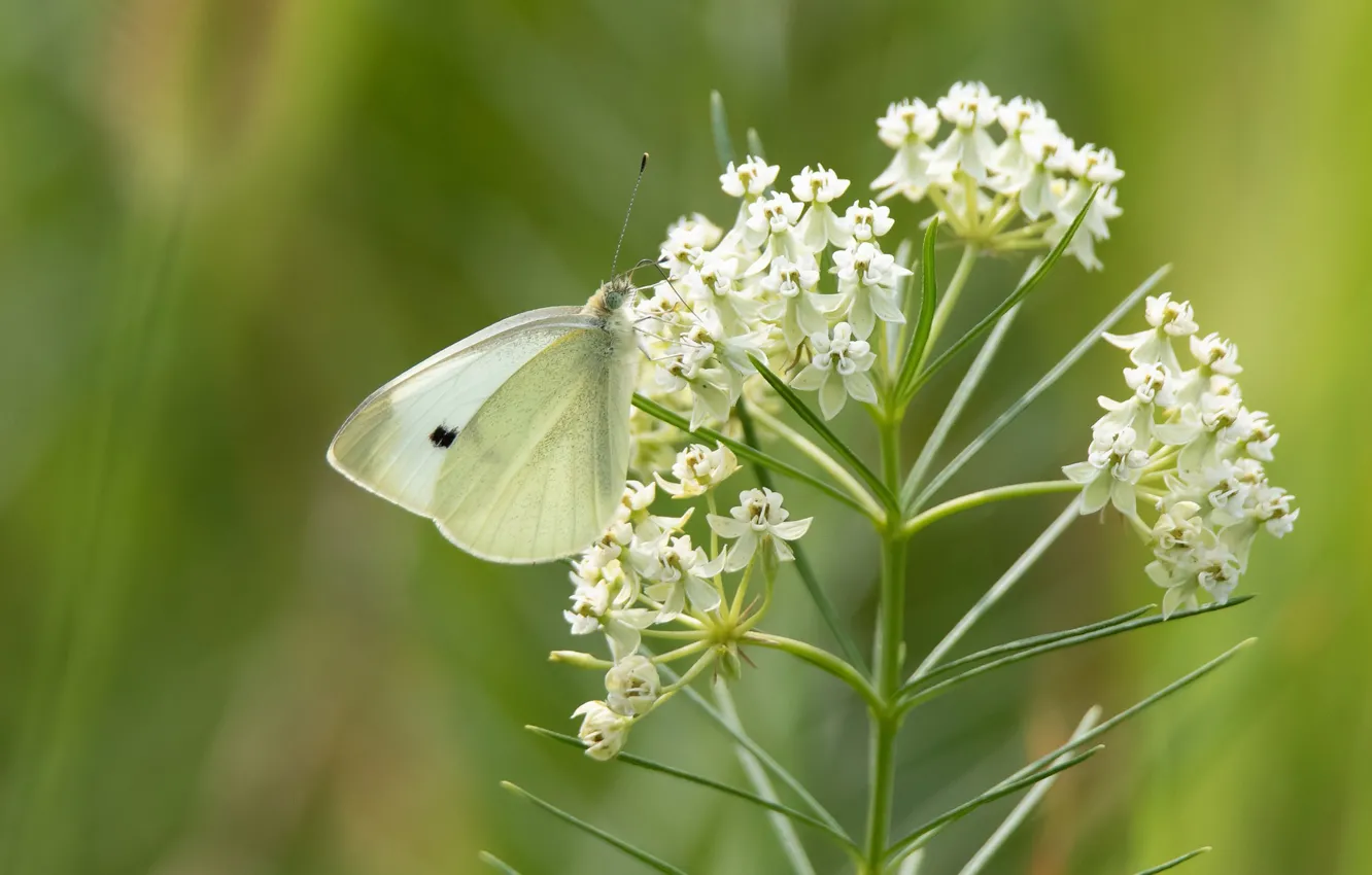 Фото обои цветы, бабочка, капустница