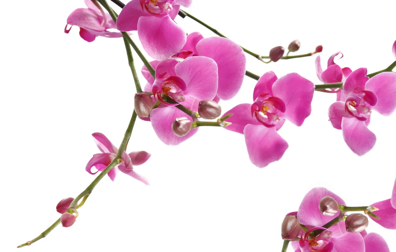 Фото обои макро, цветы, ветки, нежность, красота, лепестки, орхидеи, орхидея