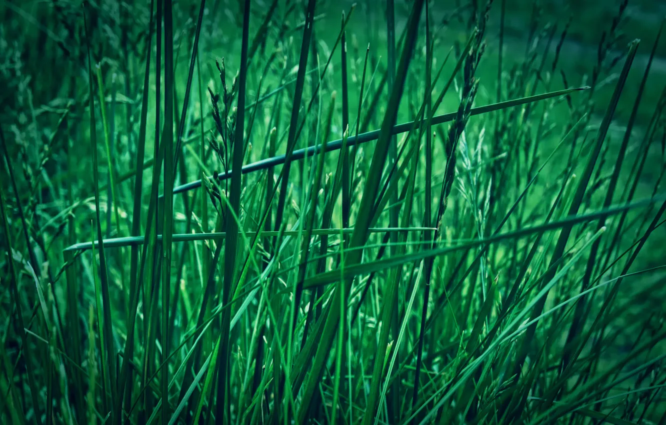 Фото обои зелень, трава, макро, природа, green, grass, macro, травинки