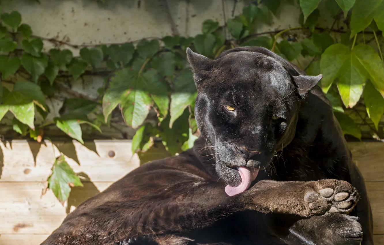 Фото обои кошка, солнце, чёрный, ягуар, умывание, ©Tambako The Jaguar