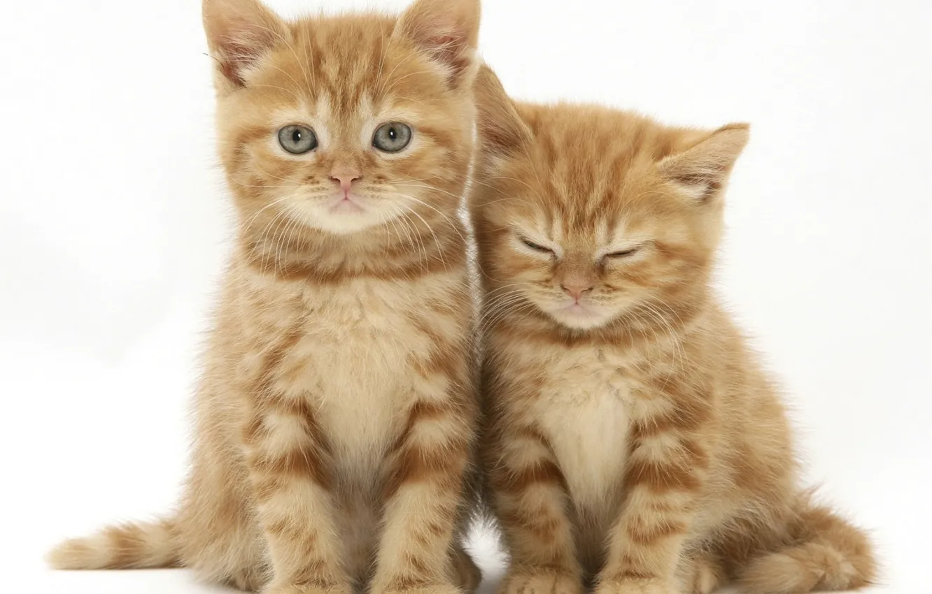 Фото обои котята, рыжие, милые