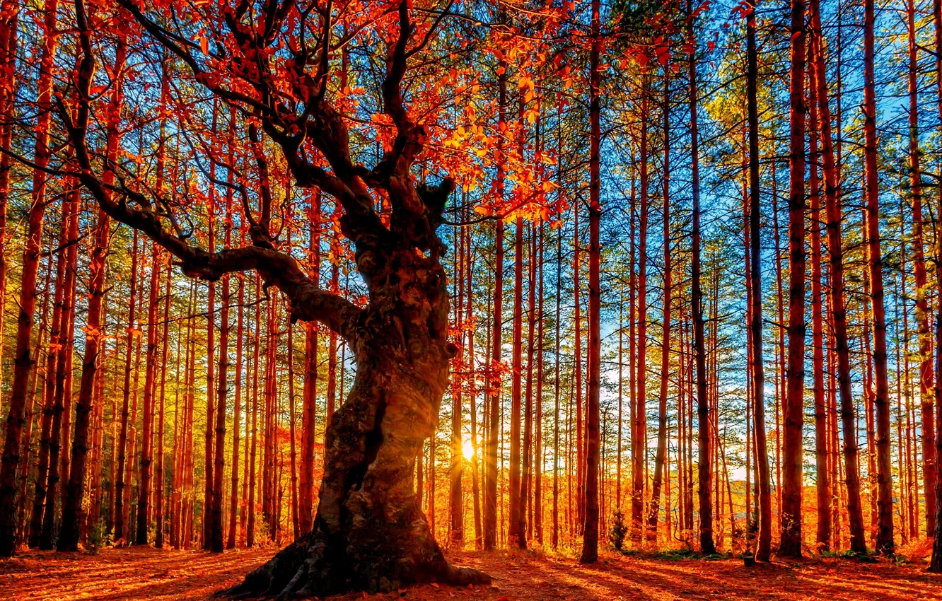 Фото обои осень, небо, солнце, деревья, листва, Лес