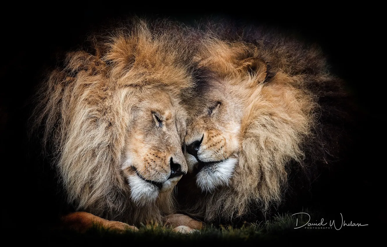 Фото обои чувства, львы, гривы
