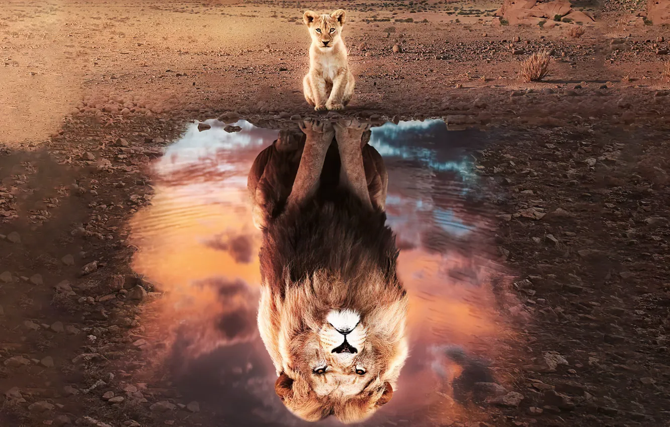 Фото обои отражение, малыш, Лев, зверь, львенок, lion, хишник, reflection