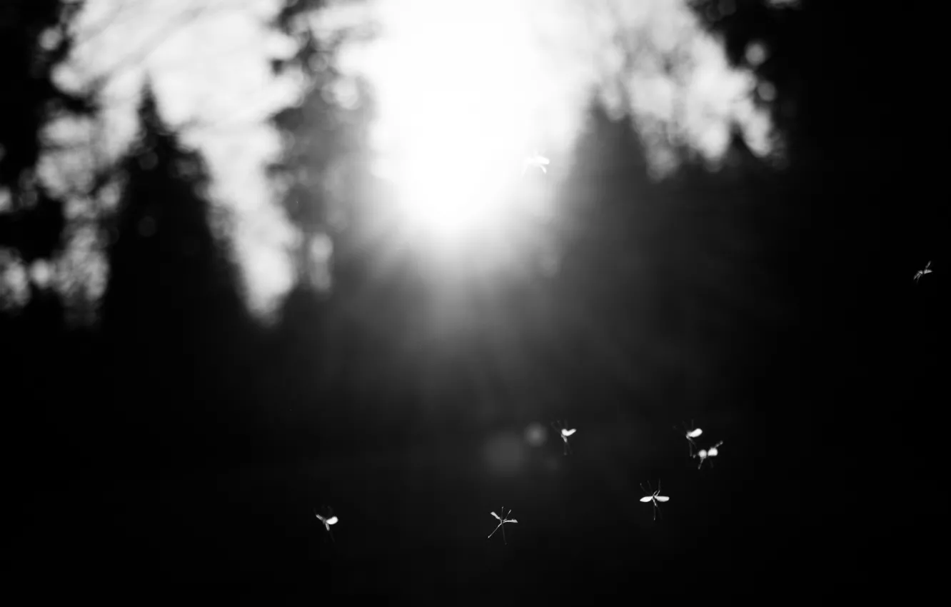 Фото обои Sun, Flying, Wings, Insect, Black and white, Moment, Flies