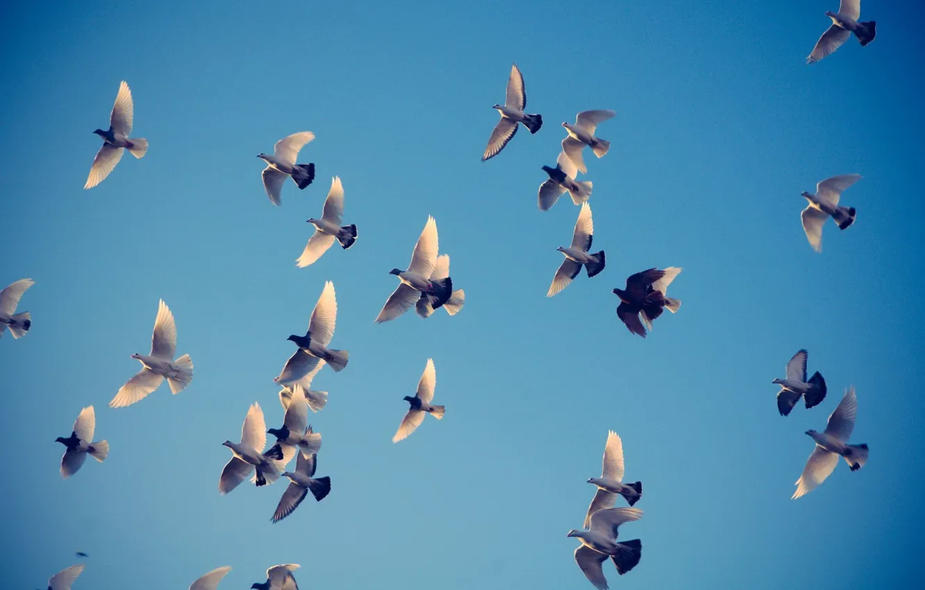 Фото обои небо, полет, птицы, крылья, голуби