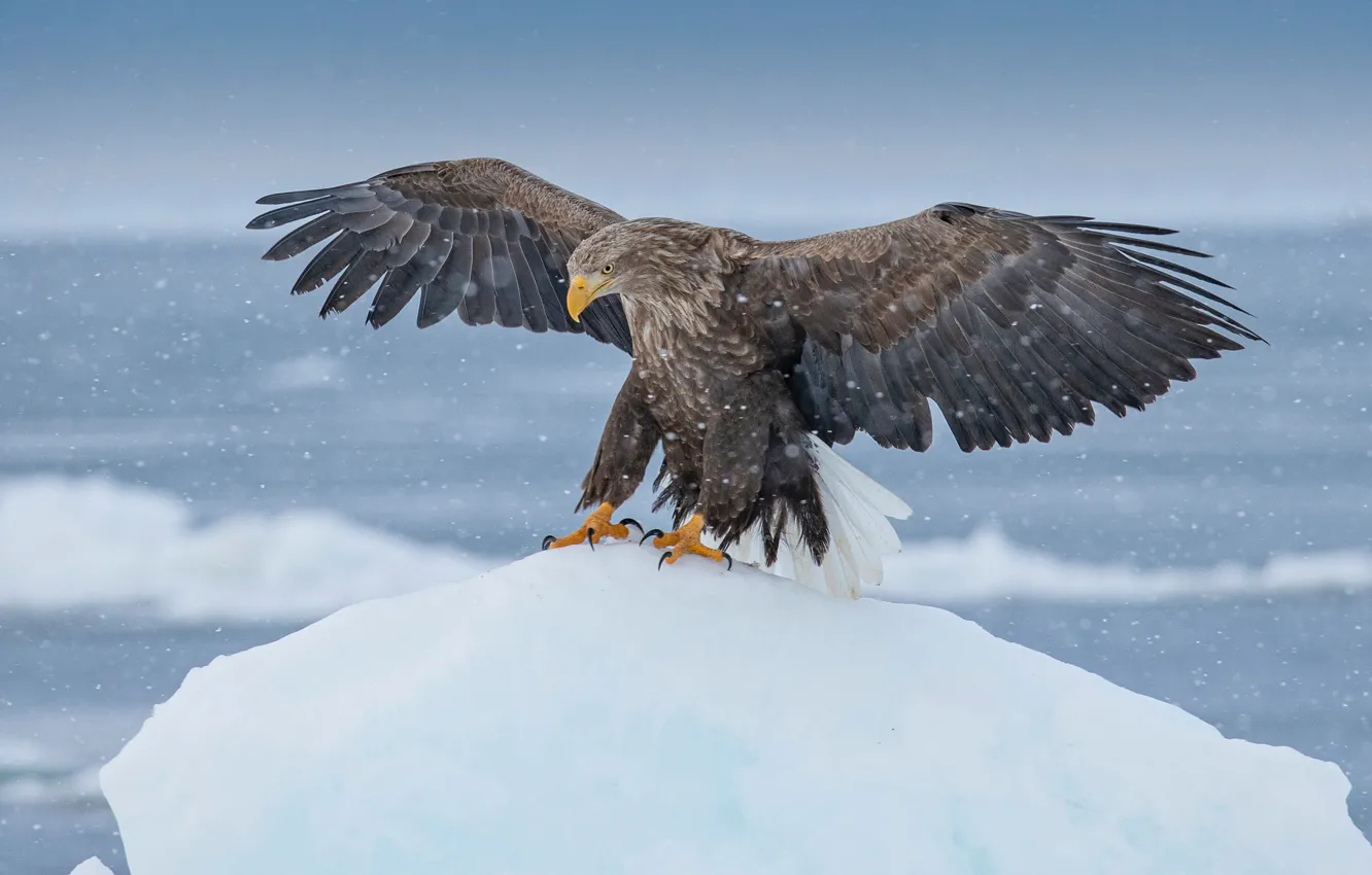 Фото обои зима, снег, птица, орел, крылья, ледник, айсберг, льды