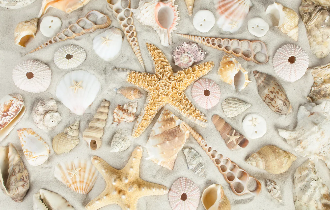 Фото обои песок, пляж, ракушки, sand, starfish, seashells