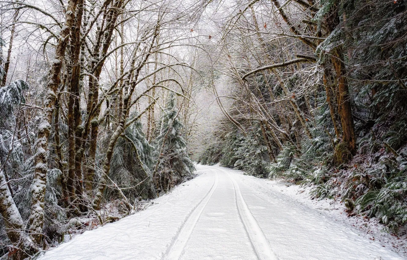 Фото обои дорога, снег, деревья