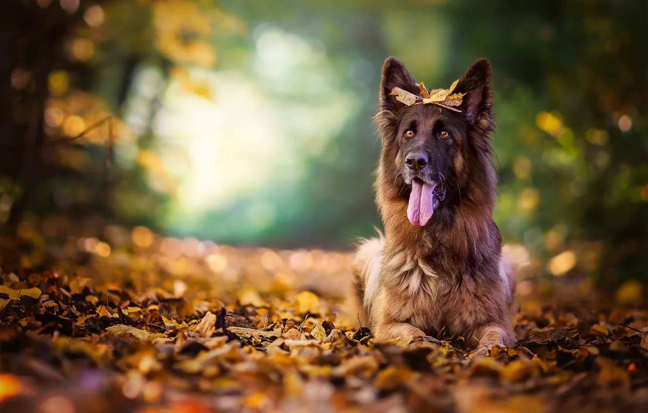 Фото обои осень, язык, листья, собака, боке, овчарка