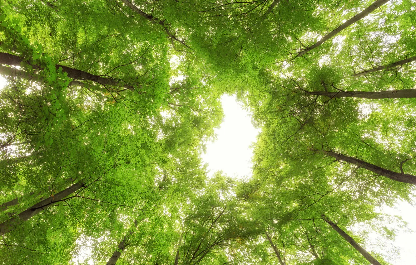 Фото обои листья, деревья, зеленый, солнечный свет