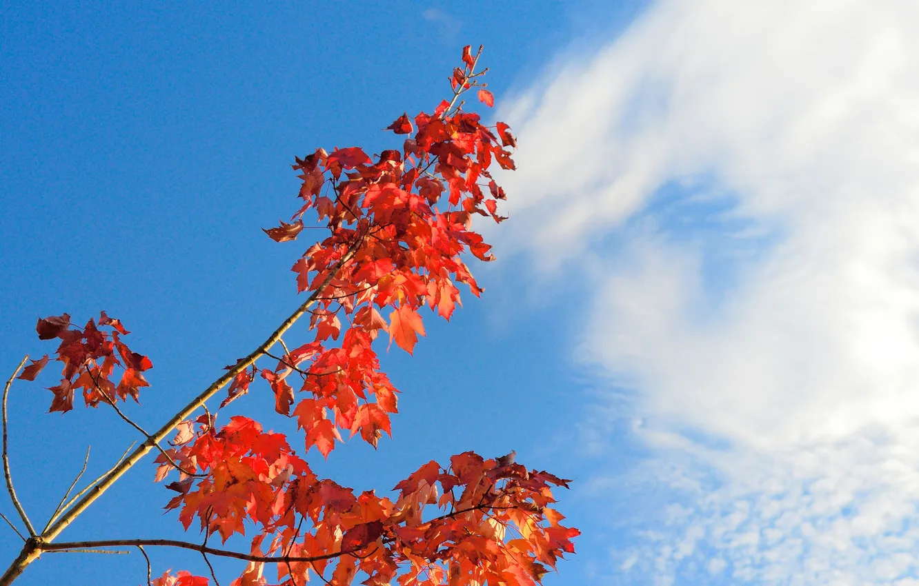 Фото обои осень, небо, листья, облака, ветка