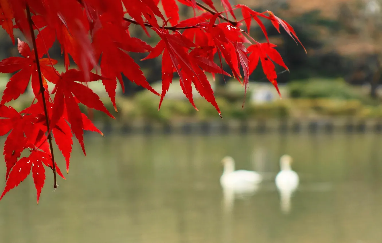 Фото обои осень, листья, птицы, озеро, ветка, клен, багрянец