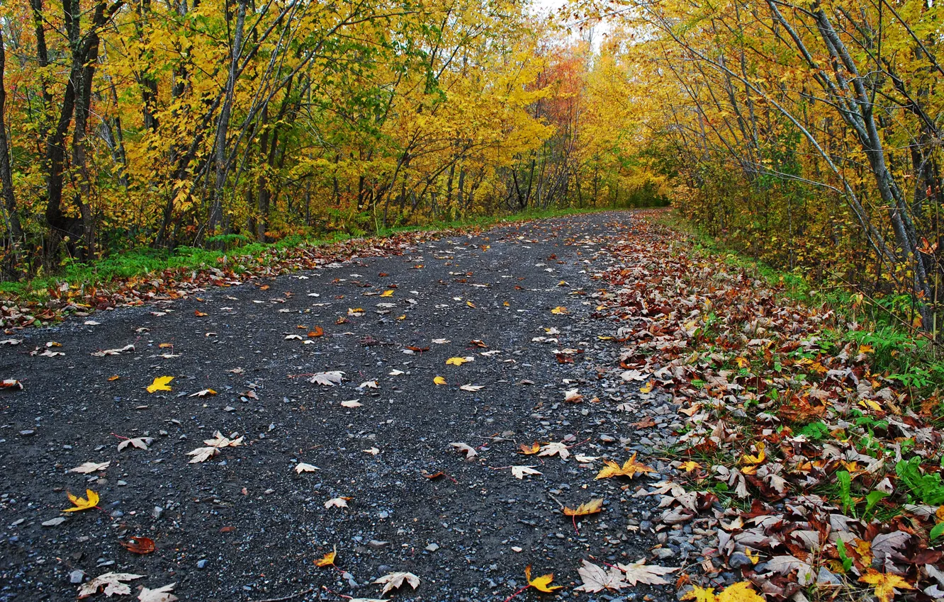 Фото обои Fall, Autumn, Road