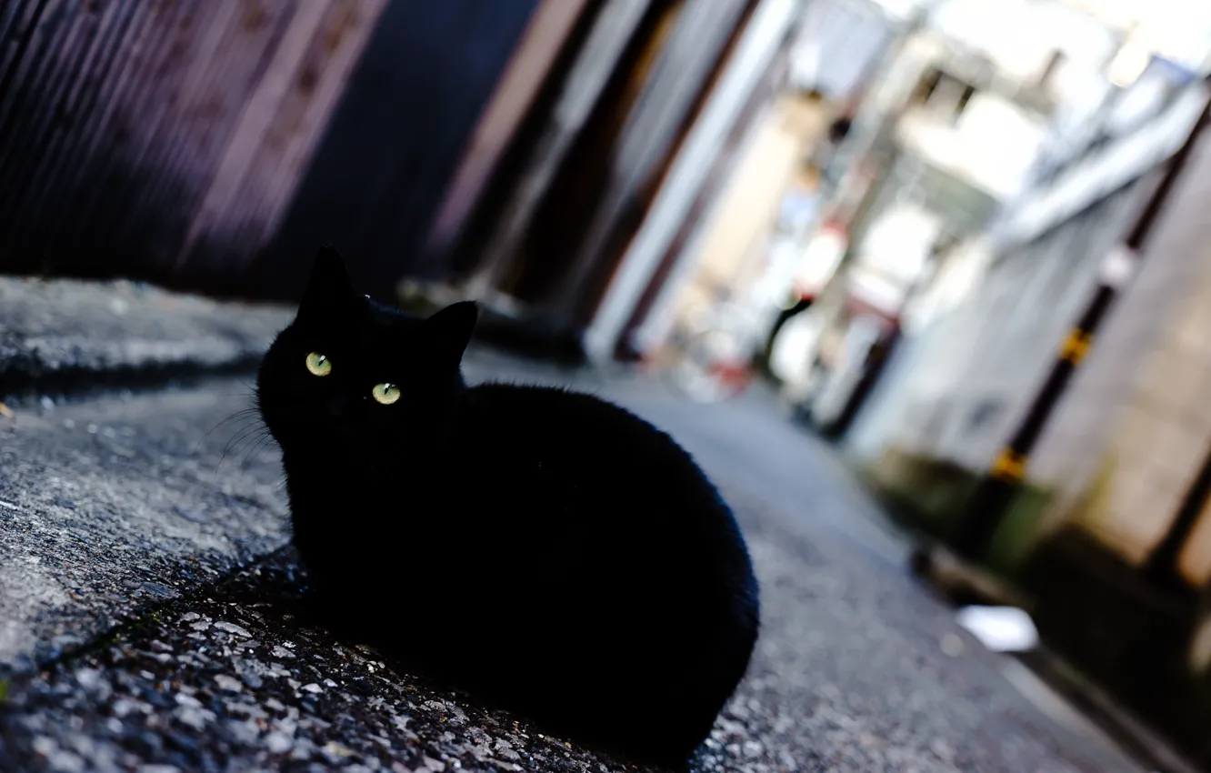 Фото обои глаза, кот, улица, черный