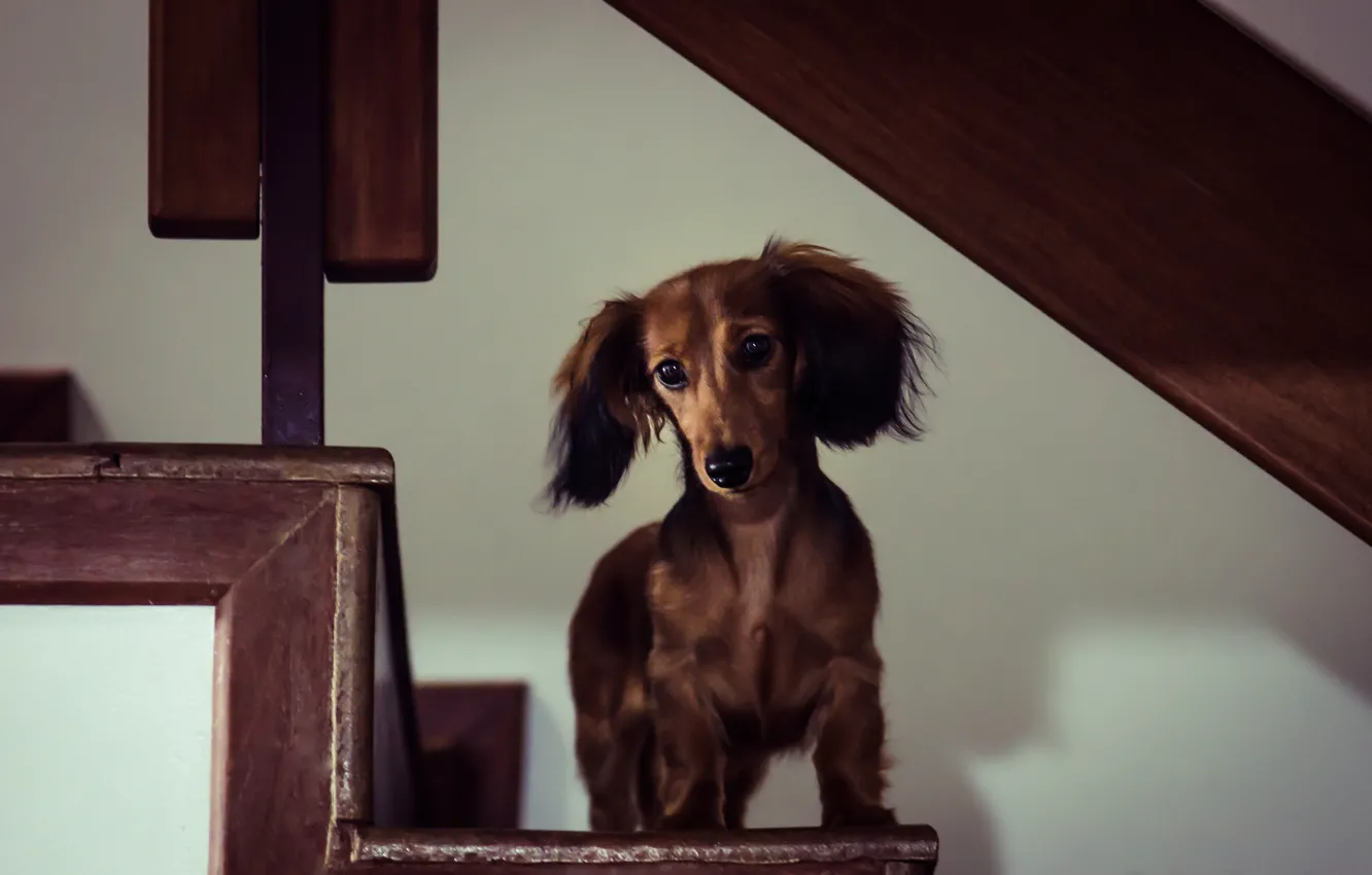 Фото обои дом, собака, Miniature Long-Haired Dachshund