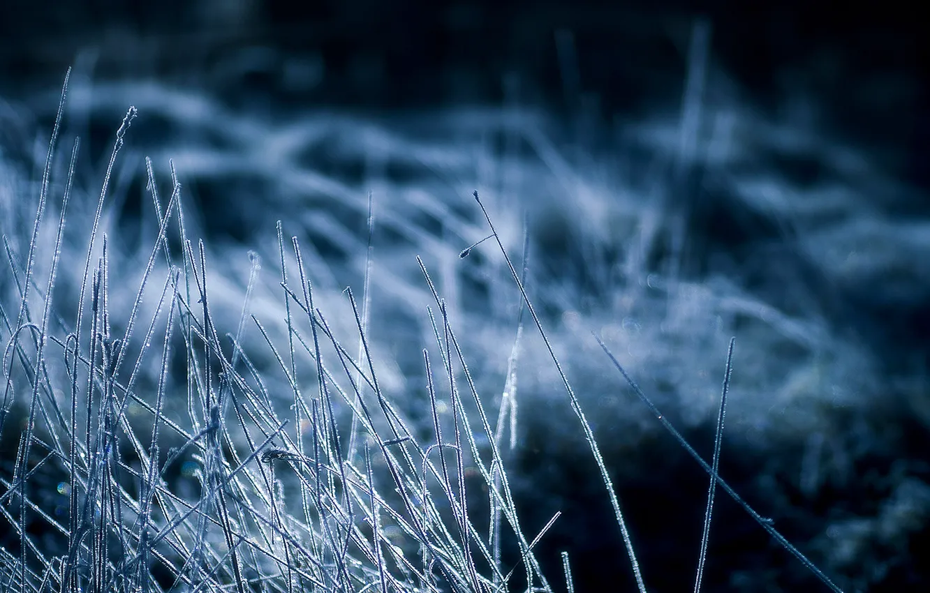 Фото обои холод, иней, трава, ночь, сухая