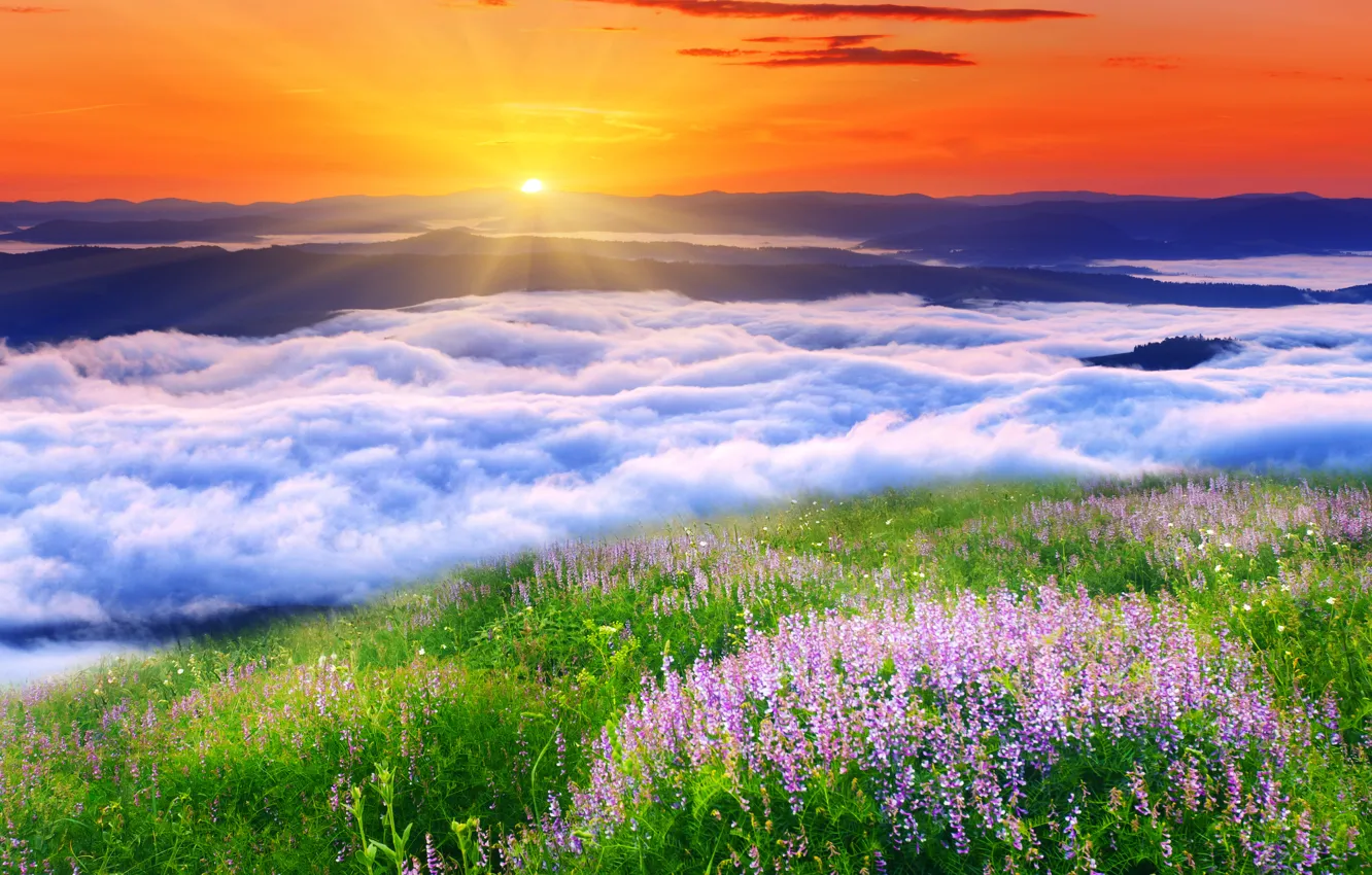 Фото обои солнце, облака, пейзаж, цветы, природа, травка