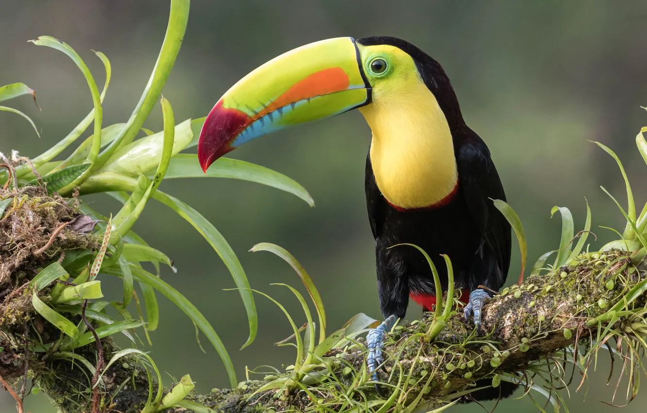 Фото обои листья, ветки, птица, тукан