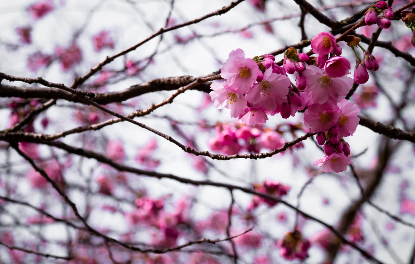 Фото обои Pink, Nature, Tree, Flowers, Park, Spring, Bloom, Weekend