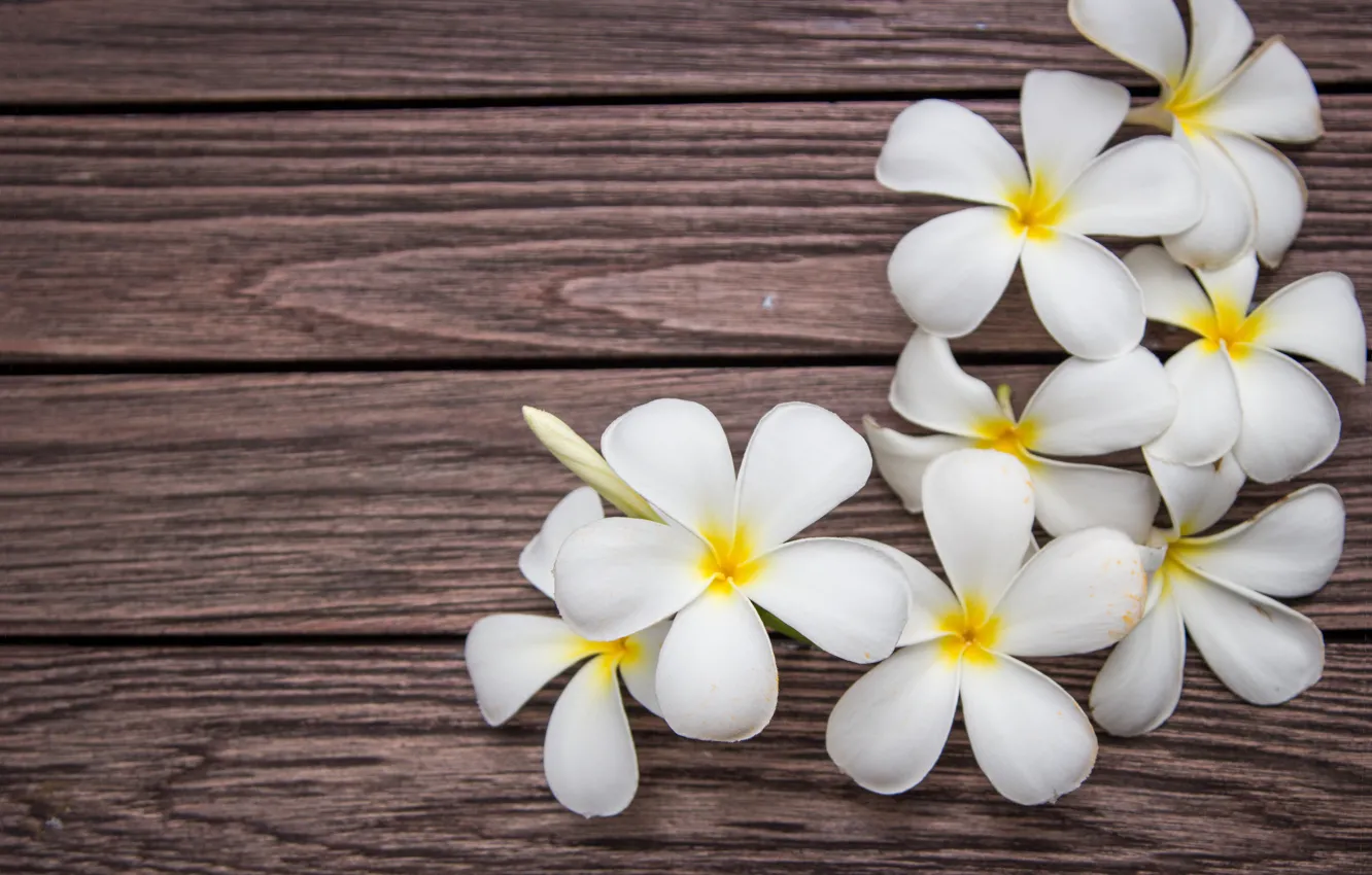 Фото обои цветы, white, wood, flowers, плюмерия, plumeria