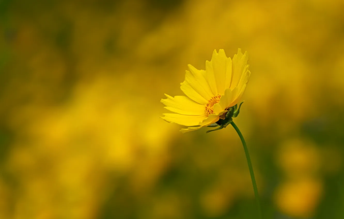 Фото обои стебель, боке, bokeh, yellow flower, stalk, Желтый цветок