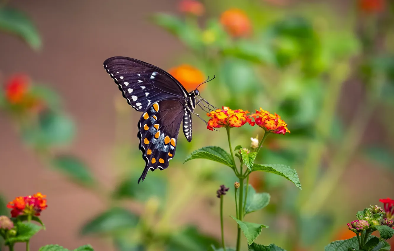 Фото обои цветы, природа, бабочка, крылья