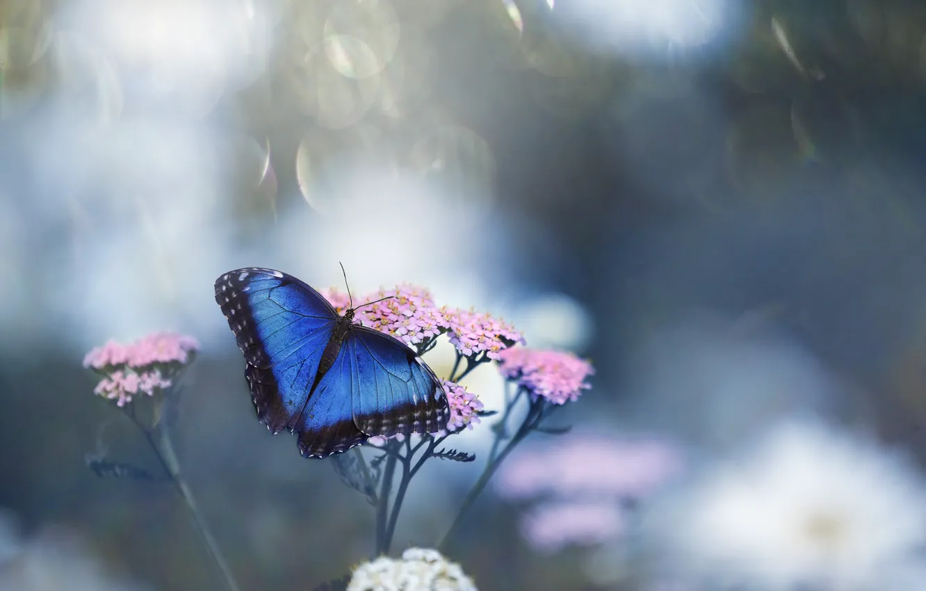 Фото обои цветок, макро, фото, бабочка
