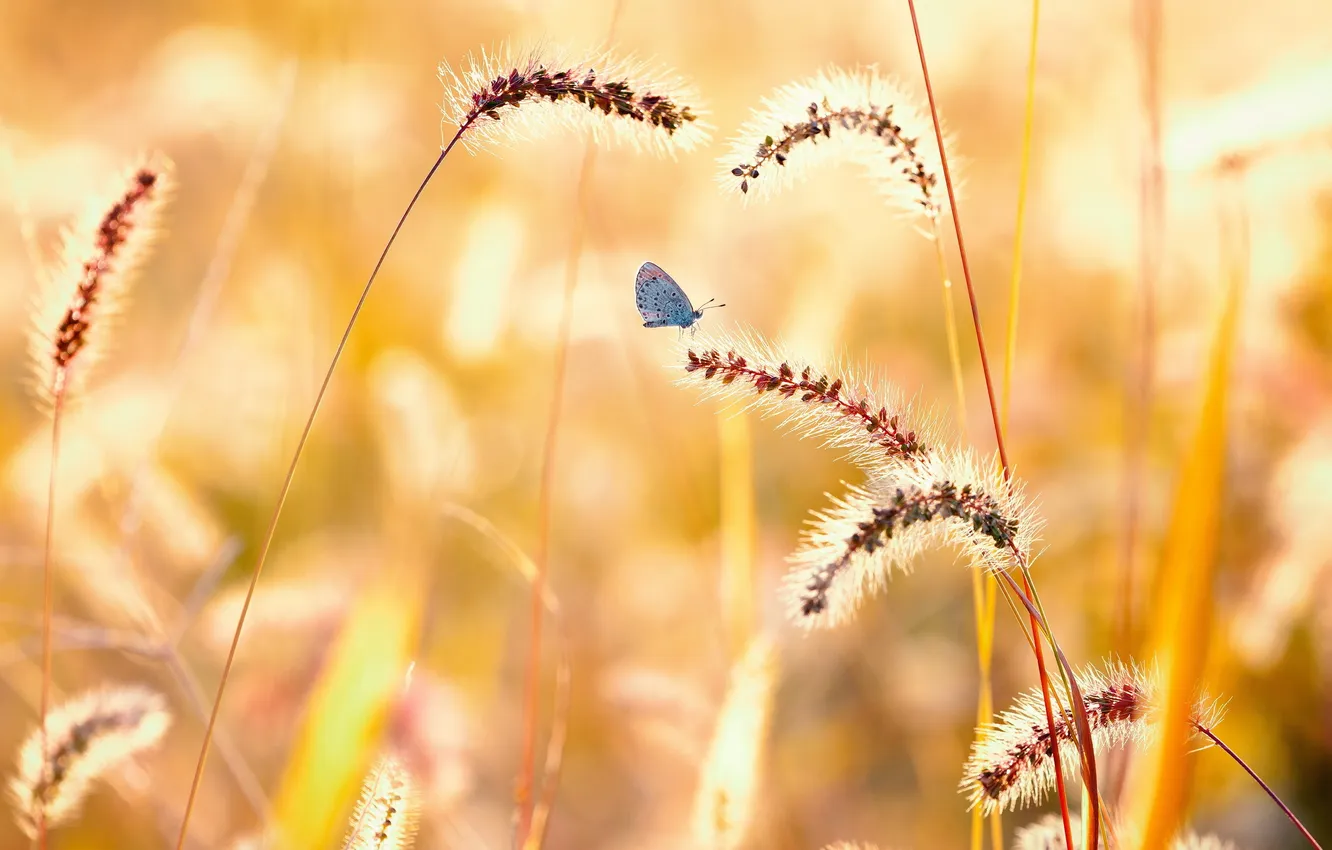 Фото обои лето, природа, бабочка