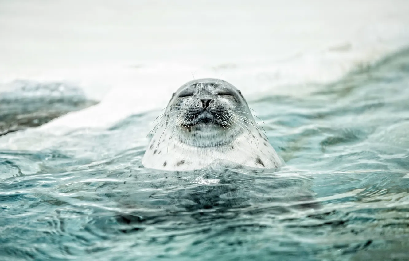 Фото обои вода, природа, spotted seal