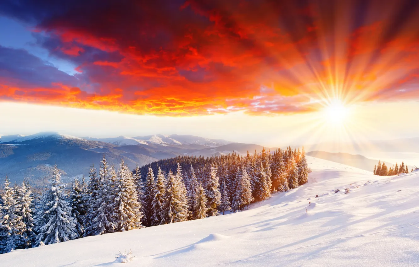 Фото обои холод, зима, солнце, лучи, свет, снег, деревья, природа