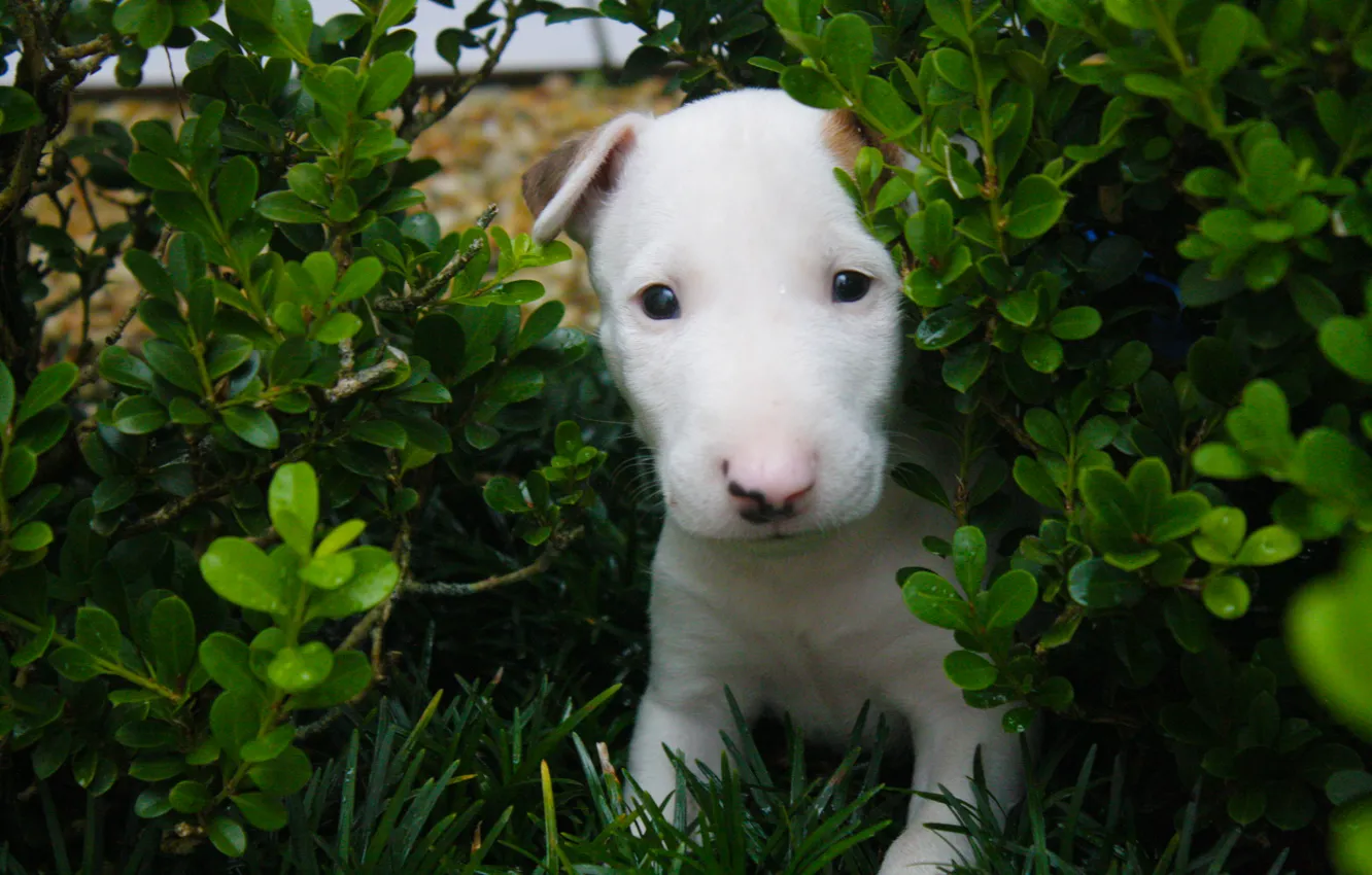 Фото обои Love, Dog, Baby, Green, White, Bull, Terrier