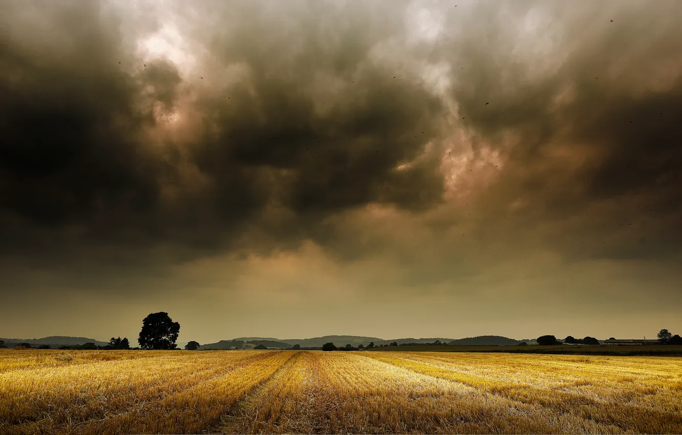 Фото обои поле, деревья, горы, буря, горизонт, storm, trees, field