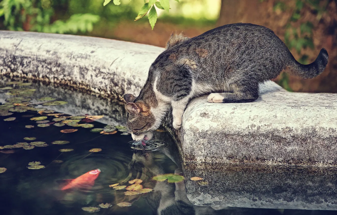 Фото обои кошка, кот, жажда, ситуация, рыба