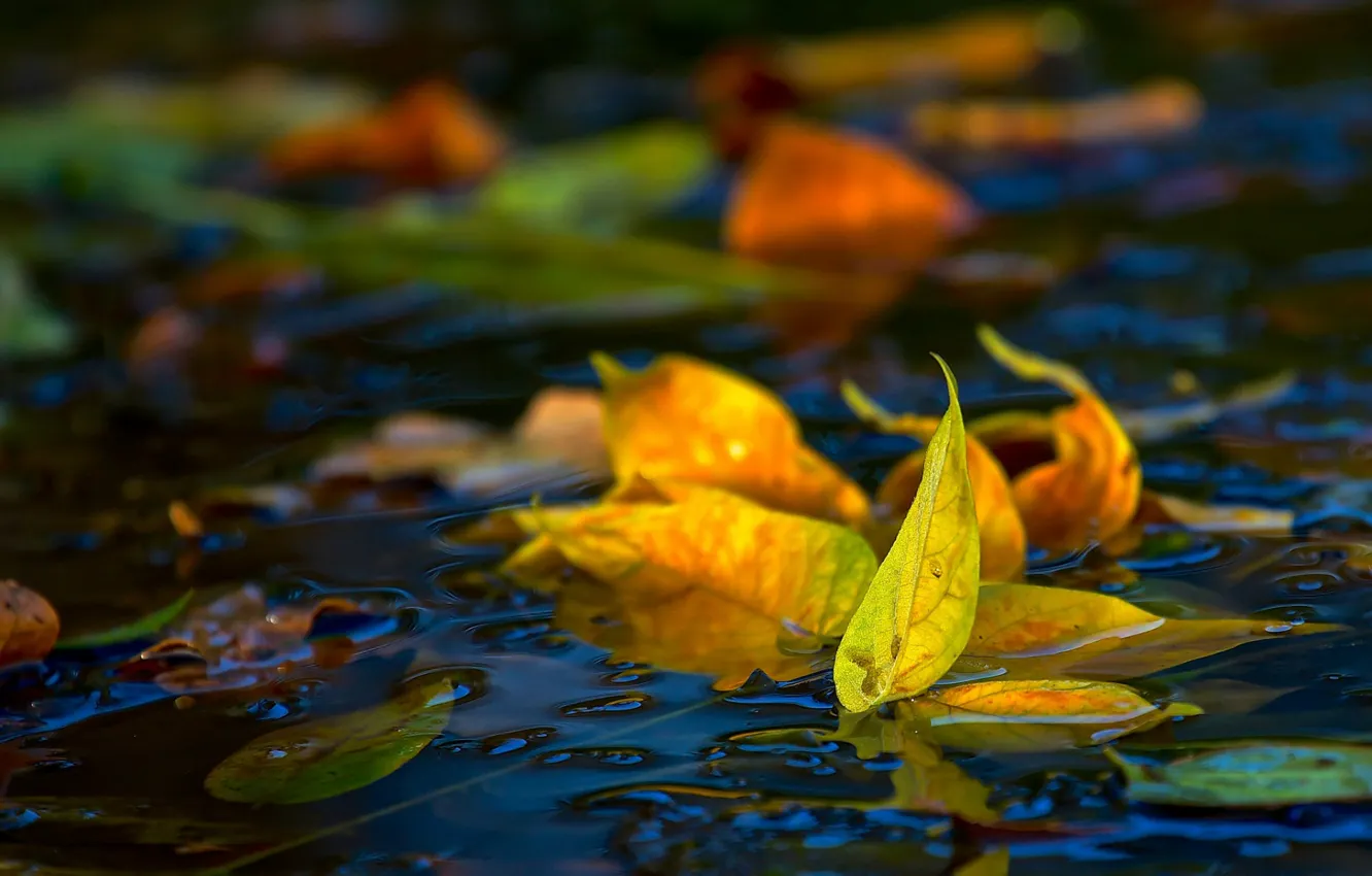 Фото обои в воде, осенние листья, размытость боке