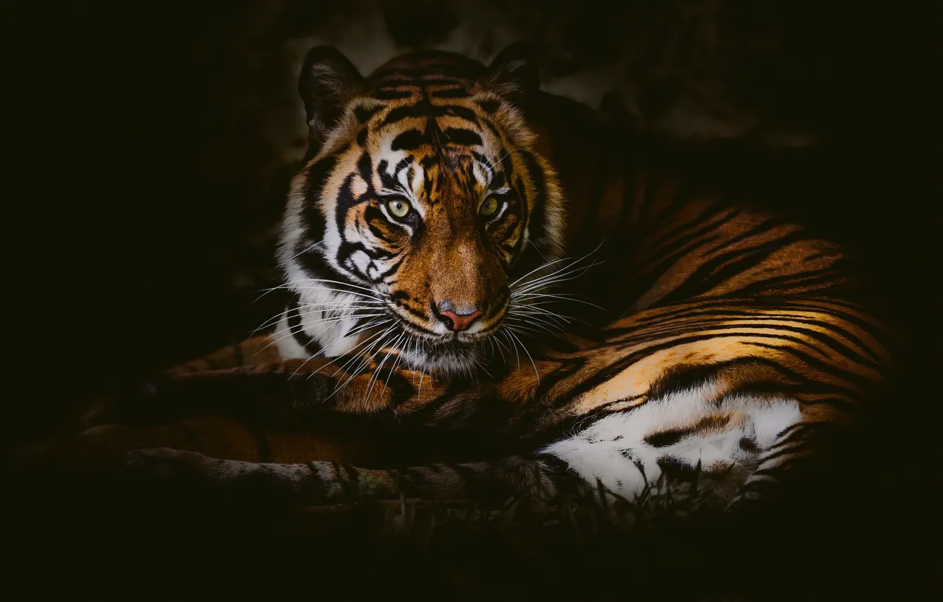 Фото обои взгляд, тигр, дикая кошка, тёмный фон