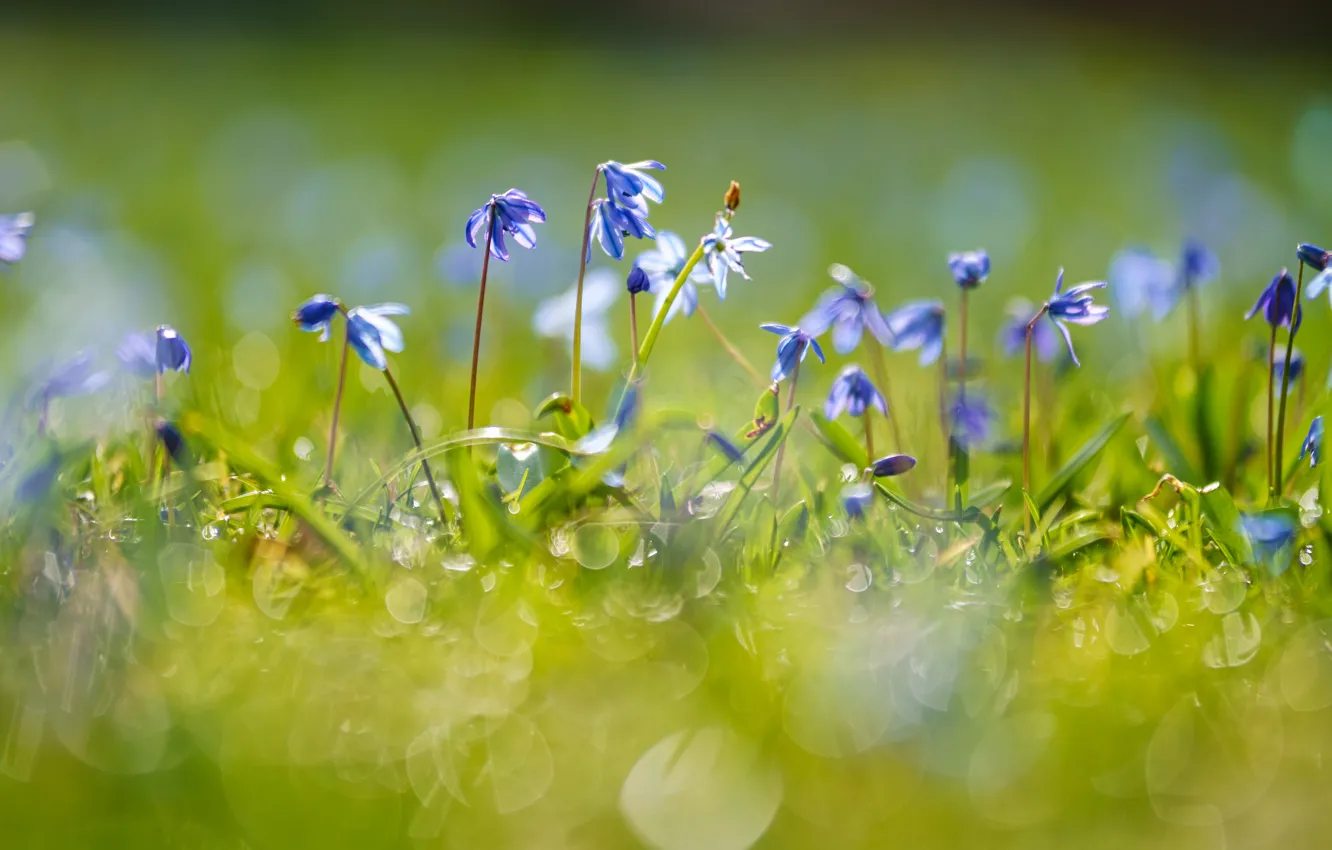 Фото обои свет, цветы, поляна, весна, голубые, первоцветы, боке, пролеска
