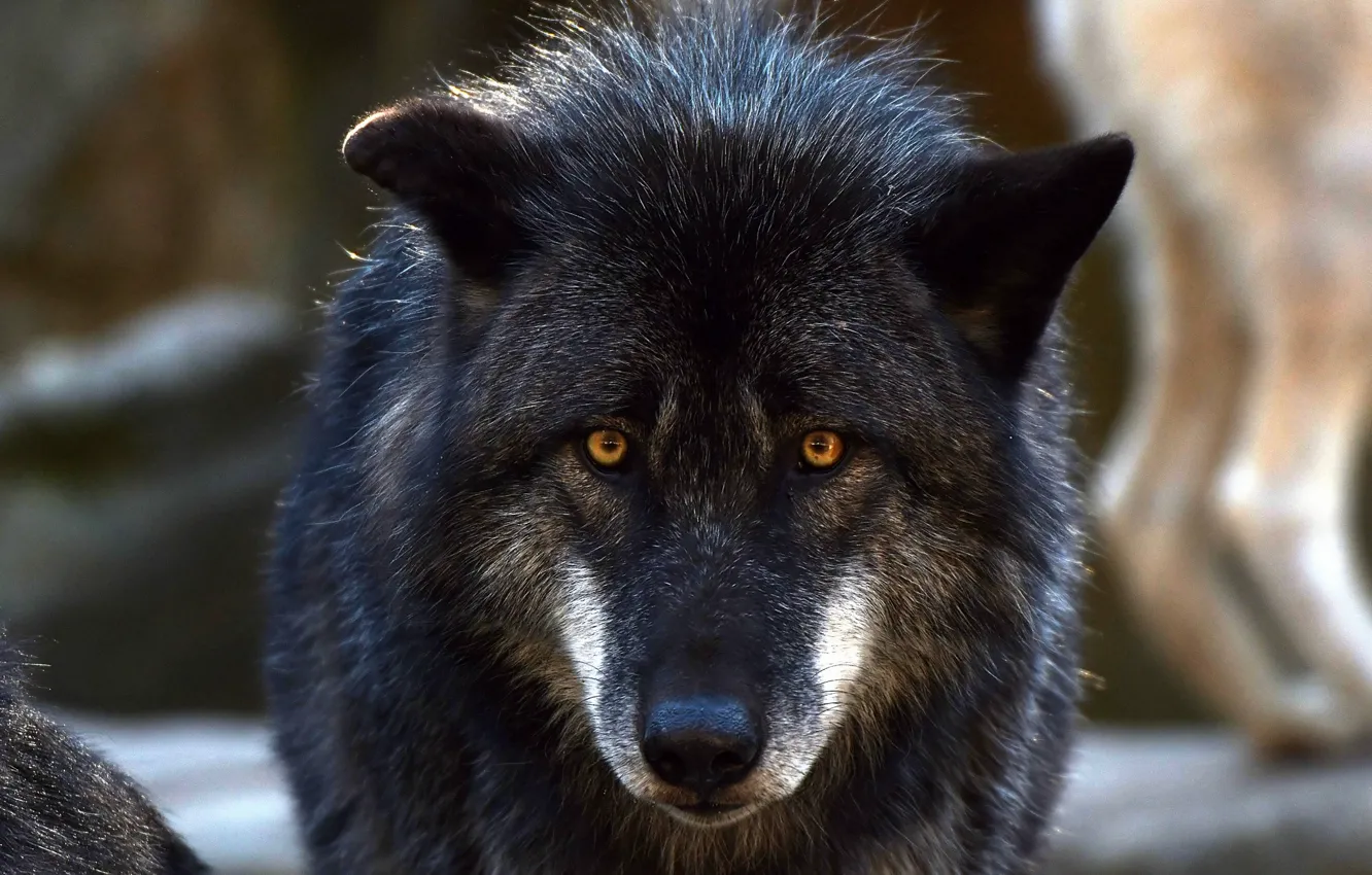 Фото обои глаза, взгляд, волк, шерсть