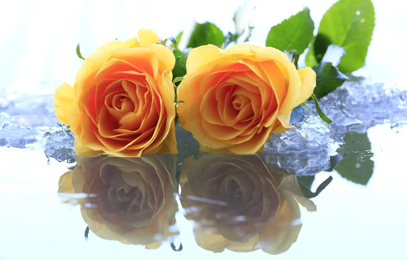 Фото обои лед, вода, цветы, желтый, розы