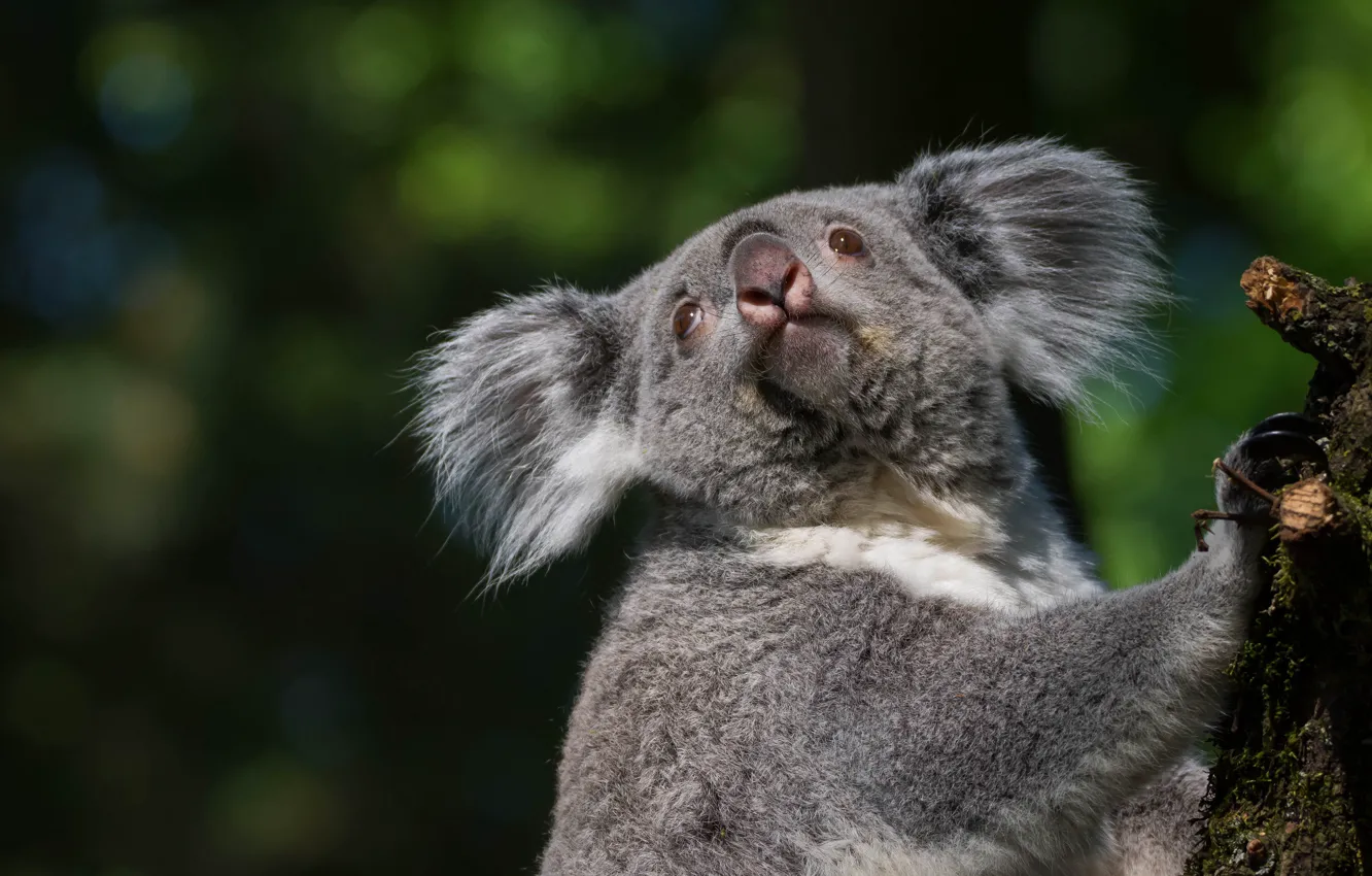 Фото обои взгляд, морда, темный фон, портрет, боке, коала, сучок, мишка коала