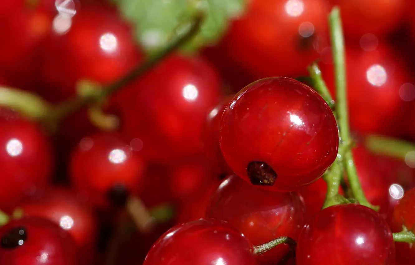 Фото обои крупный план, ягоды, close-up, berries, красная смородина, red currant