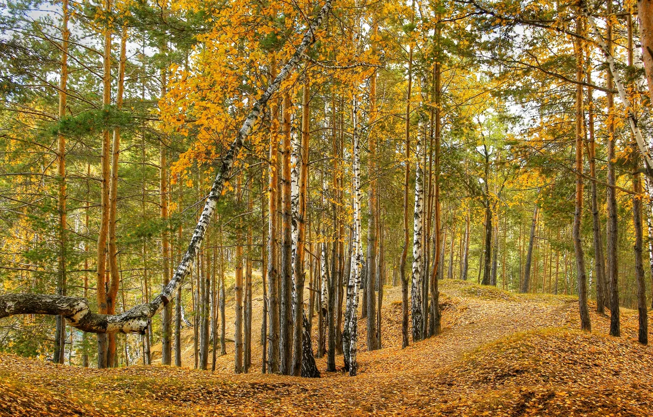 Фото обои осень, лес, березы