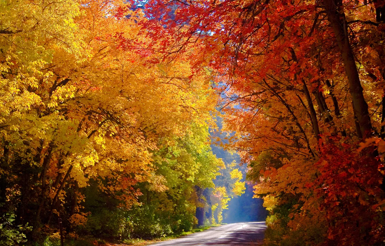 Фото обои дорога, осень, лес, деревья, желтые, солнечно, красочно