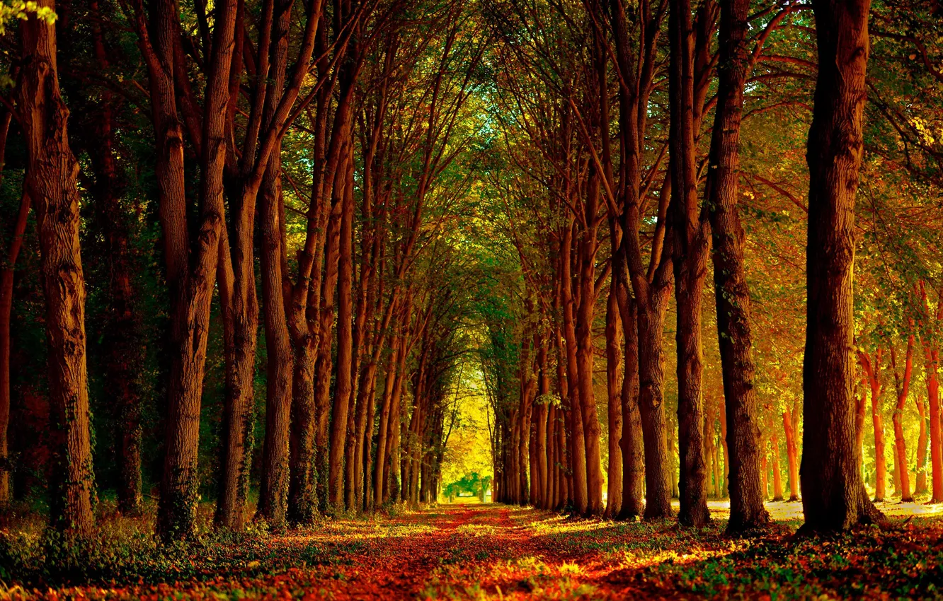 Фото обои осень, деревья, парк, листва, аллея