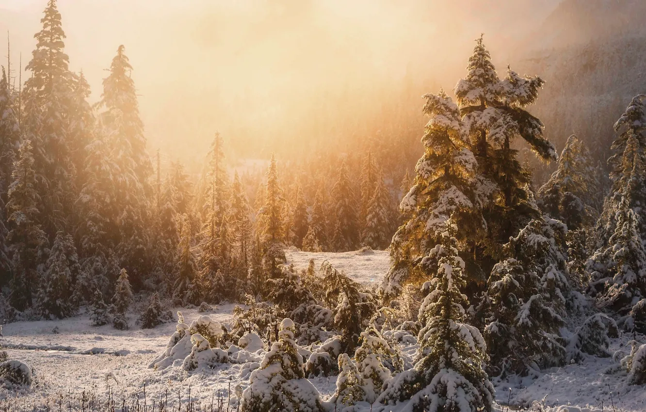 Фото обои зима, лес, свет, снег, природа